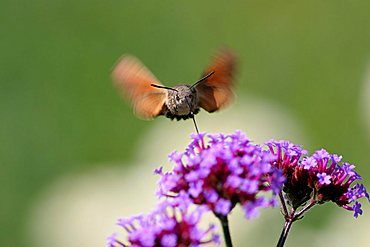 Hummingbird Hawk Moth (Macroglossum stellatarum)