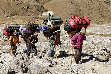 Sherpa porter with heavy load, Sagarmatha National Park, Khumbu Himal, Nepal