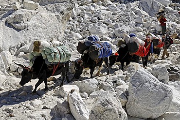 Yak caravane crossing the Khumbu glacier moraine, Khumbu Himal, Sagarmatha National Park, Nepal