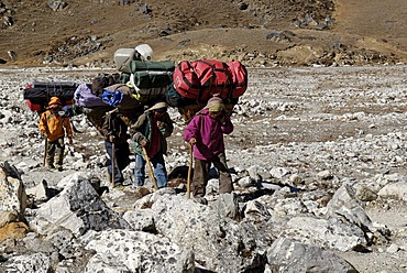 Sherpa porters with heavy load, Sagarmatha National Park, Khumbu Himal, Nepal