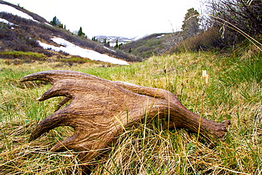 Dropped moose antler, Kluane National Park, Yukon Territory, Canada