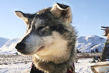 Portrait of sled dog, floppy ears, Yukon Territory, Canada