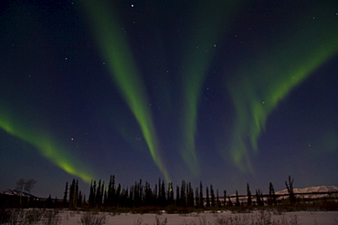 Swirling green northern lights over Takhini Valley with tree silhouettes, Aurora Borealis, Yukon Territory, Canada