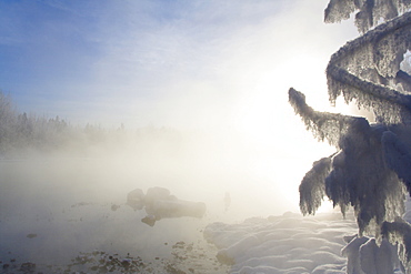 Frost-covered branches in the sunlight and mist, Takhini Hot Springs, Yukon Territory, Canada