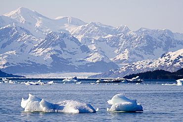 Drifting ice blocks, Columbia Bay, Columbia Glacier behind, Pacific Coast, Chugach National Forest, Prince William Sound, Alaska, USA