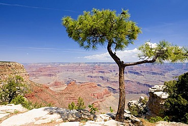 Pine (Pinus) at the Rim Trail, South Rim, Grand Canyon National Park, Arizona, USA