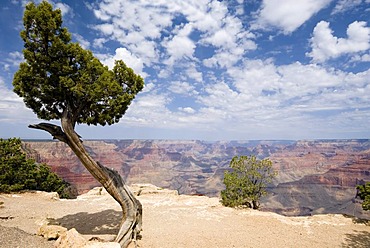 Old pine on the Hermits Rest Route, South Rim, Grand Canyon National Park, Arizona, USA