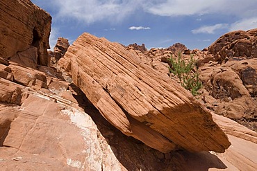 Rock at Mouse's Tank Trail, Mouse's Tank, Petroglyph Canyon, Valley Of Fire State Park, Nevada, USA