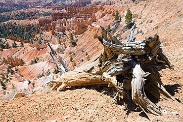 Dead tree trunk in Bryce Canyon National Park, USA, Utah