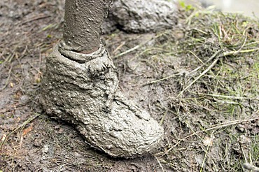 Muddy shoes