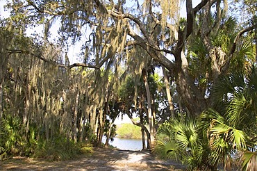 Trees with spanish moss in Myakka River State Park Florida Tillandsia usneoides