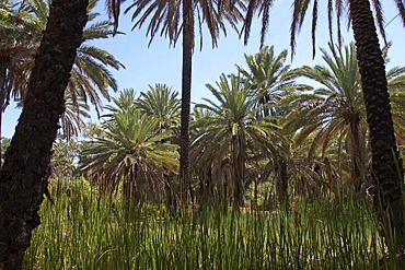 Millstream palms Livistonia alfredii at Millstream Chichester National Park Pilbara region western australia WA