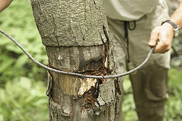 Steel cable around a tree and damage of the tree