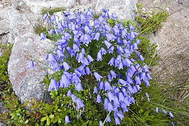 Bellflowers, Slovakia