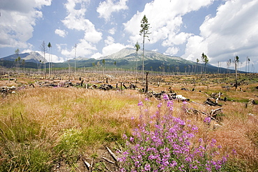 Hurricane damage on the Slovakian side of the High Tatras, almost half of the trees were destroyed by a hurricane on the 19th of November 2004, Slovakia