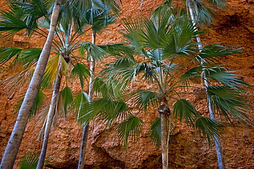 Palms against red cliff, Mini Palms Hiking Trail, Bungle Bungle, Purnululu National Park, Kimberley, Western Australia, Australia