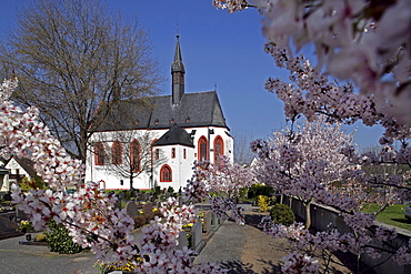 Cherry blossom in front of the church of Niederwerth, isle in the rhine valley, Rhineland-Palatinate