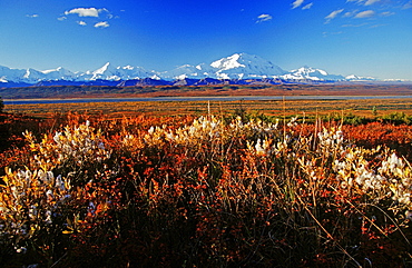 Mt. McKinley and the Alaska Range, colourful autumn tundra, Denali National Park, Alaska, USA