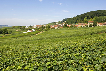 Houses and vineyards, Chatillon sur Marne, Champagne, France, Europe