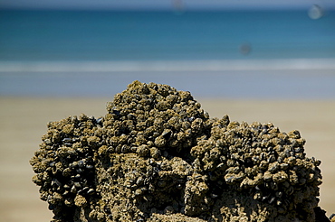 Mussel cluster on the beach