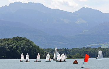 Sailing boats of the Optimists class on Chiemsee lake in front of the Kampenwand mountains near Breitbrunn, Bavaria, Germany, Europe