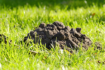 Molehill