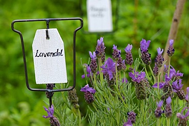 Sign reading "Lavendel" (lavender) next to lavender plants in an herb garden