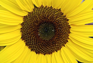 Sunflowerblossom ( detail ) Helianthus annuus