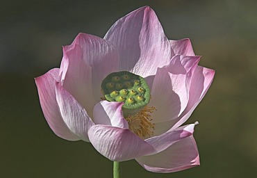 Lotusflower ( Nelumbo )