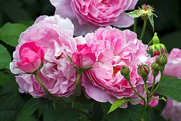 Perfumed English Rose variety called Mary Rose (Rosa Mary Rose)