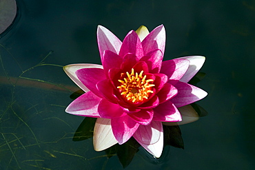 Flowering Water Lily Cultivar Attraction (Nymphaea hybrid Attraction)