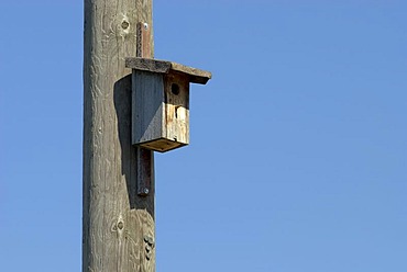 Bird nesting box on a wooden telephone pole