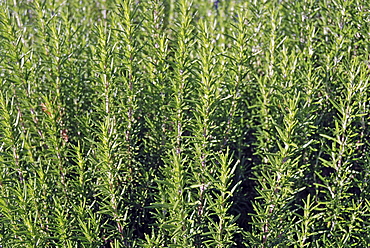 Rosemary (Rosmarinus officinalis)