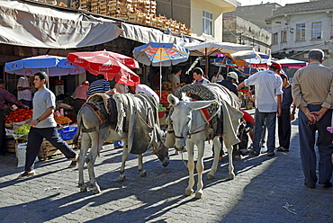 White donkey, Mardin, Anatolia, Turkey