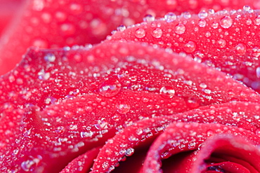 Detail shot of a rose, Vulkaneifel, Germany, Europe