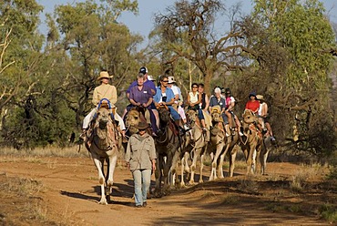 Camel safari, Alice Springs, Northern Territory, Australia