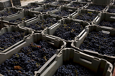 Grapes stacked in crates in the Quinta dos Roques winery in Cunha Baixa, Dao, Centro Region, Portugal, Europe