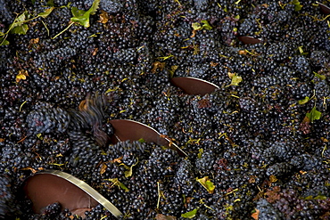 Blue grapes in a wine press, Adega Cooperativa de Borba, Alentejo Region, Portugal, Europe