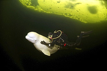 Beluga, White whale (Delphinapterus leucas), Diver, ice-diving, White Sea, Karelia, north Russia, Arctic