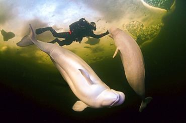 Diver, ice-diving, and Belugas, White whales (Delphinapterus leucas), White Sea, Karelia, north Russia, Arctic