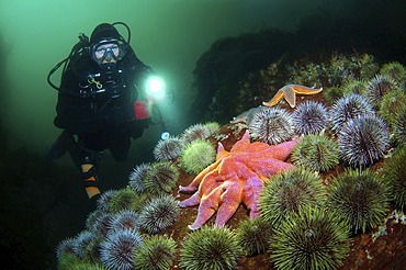 Diver and Purple sunstar, Northern sunstar, Smooth sunstar (Solaster endeca), Barents Sea, Russia, Arctic