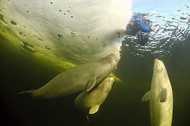 Diver and Belugas, White whales (Delphinapterus leucas), ice-diving, White Sea, north Russia, Arctic