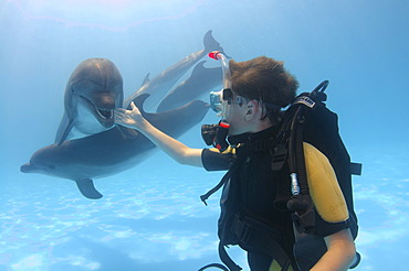 Diver and Bottlenose Dolphin (Tursiops truncatus), Dolphinarium, Odessa, Ukraine, Europe