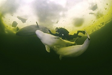 Diver and Belugas, White whales (Delphinapterus leucas), ice-diving in White Sea, Karelia, north Russia, Arctic