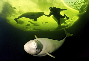 Diver and Belugas, White whales (Delphinapterus leucas), White Sea, Kareliya, north Russia, Arctic