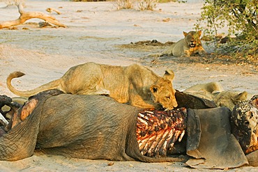 Lions (Panthera leo) on a captured elephant, Savuti, Chobe national park, Botswana, Africa