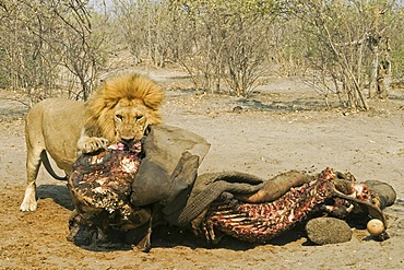 Male lion (Panthera leo) is eating a captured elephant, Savuti, Chobe national park, Botswana, Africa