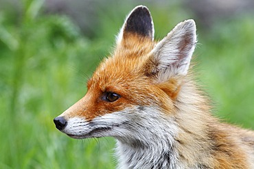 Red Fox (Vulpes vulpes), portrait, Neunkirchen, Siegerland region, North Rhine-Westphalia, Germany, Europe