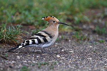 Hoopoe (Upupa epops), on the ground on a track, Lake Neusiedl, Burgenland, Austria, Europe