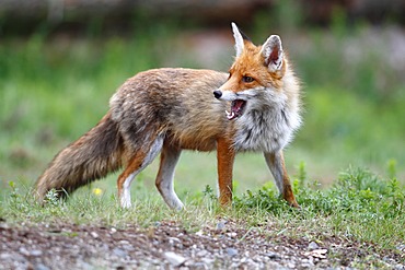 Red Fox (Vulpes vulpes), female standing on the edge of a forest, with an open mouth, Neunkirchen, Siegerland district, North Rhine-Westphalia, Germany, Europe